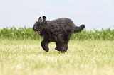 BOUVIER DES FLANDRES 054